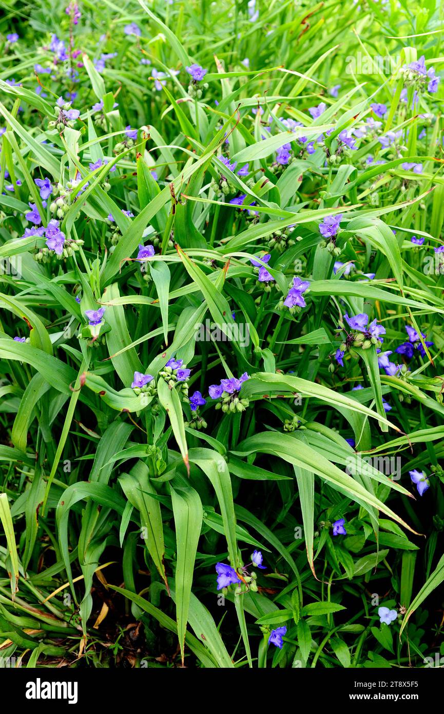 Virginia spiderwort (Tradescantia virginiana) is a perennial herb native to eastern USA. Stock Photo