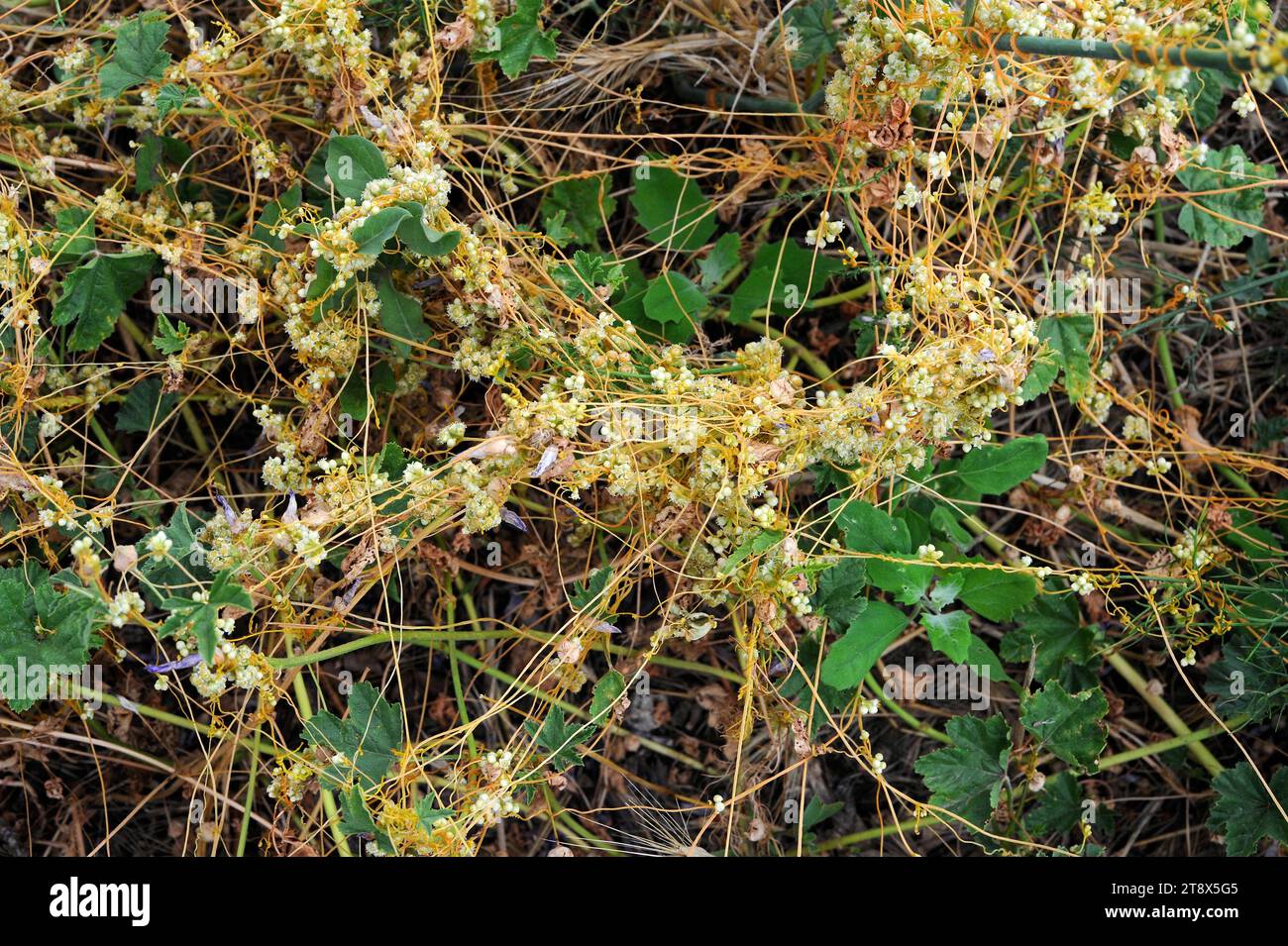 Dodder or strangle tare (Cuscuta epithymum) is a parasitic herb native to Europe and North Africa. This photo was taken in Girona province, Catalonia, Stock Photo