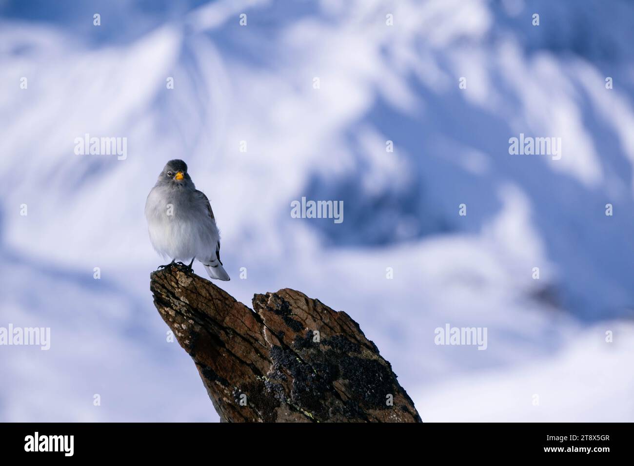 A white-gray bird with a yellow beak perches on a broken tree stump that resembles a rock, set against a backdrop of snow-covered mountains. France Stock Photo