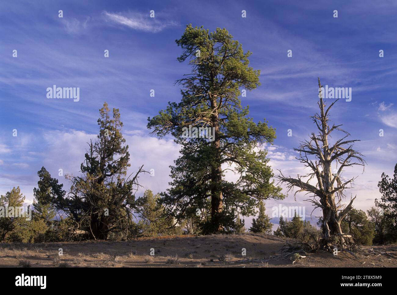 Ponderosa pine (Pinus ponderosa), Lost Forest Research Natural Area