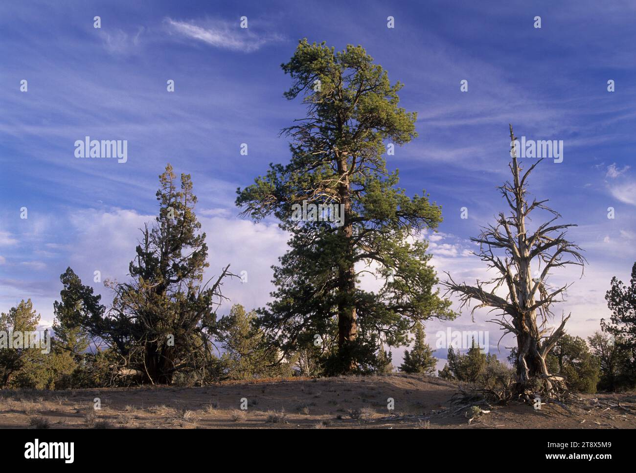 Ponderosa pine (Pinus ponderosa), Lost Forest Research Natural Area, Christmas Valley National Back Country Byway, Oregon Stock Photo