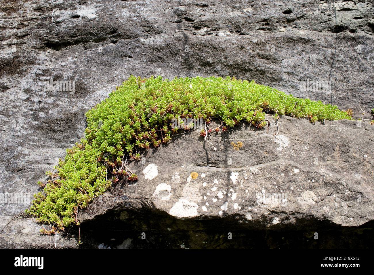 White stonecrop (Sedum album) is a succulent plant native to temperate regions of North Hemisphere. This photo was taken in Rupit, Barcelona province, Stock Photo