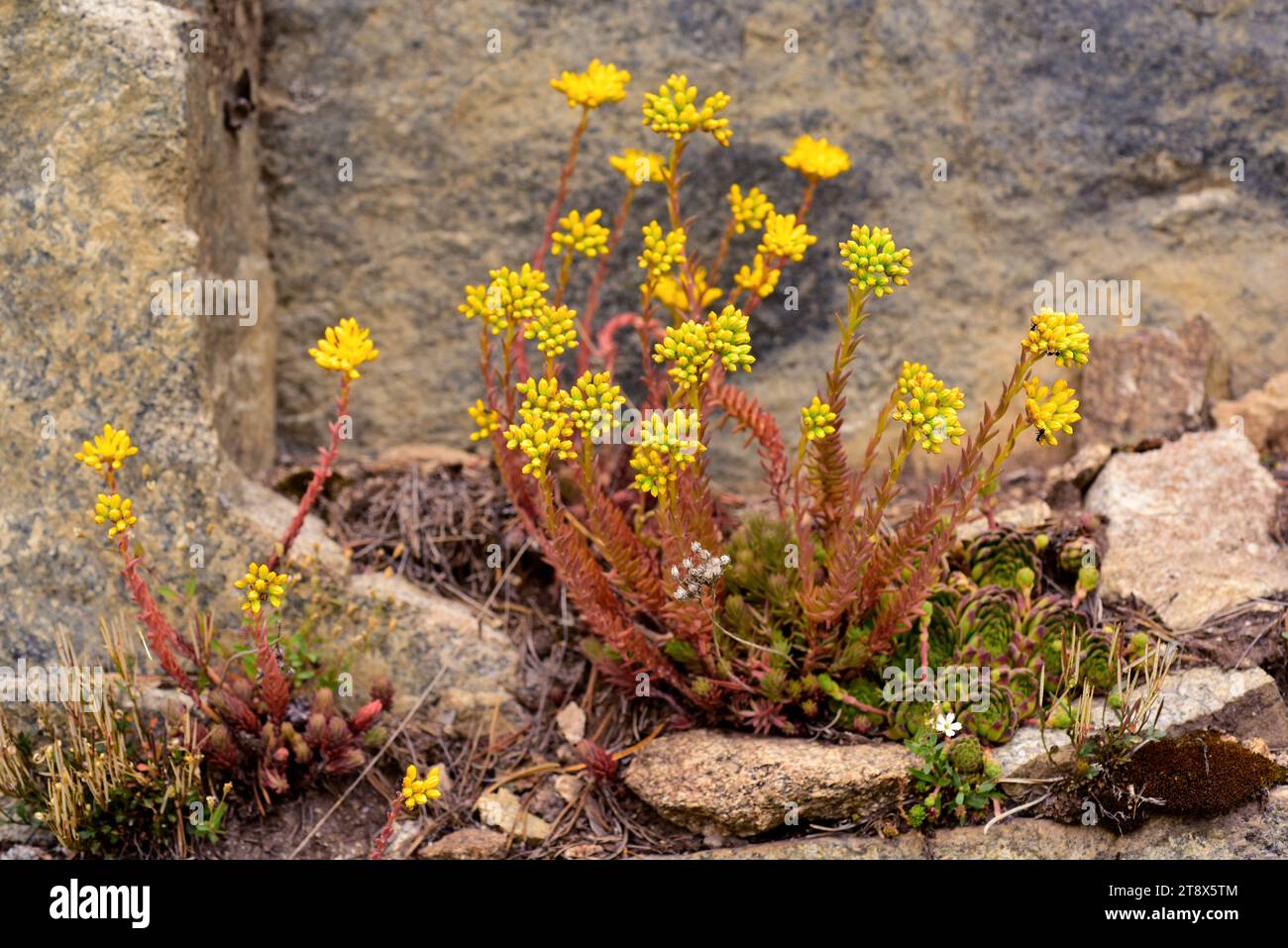 Stonecrop (Sedum rupestre elegans) is a succulent perennial herb native to Europe mountains. This photo was taken in Andorra Pyrenees. Stock Photo