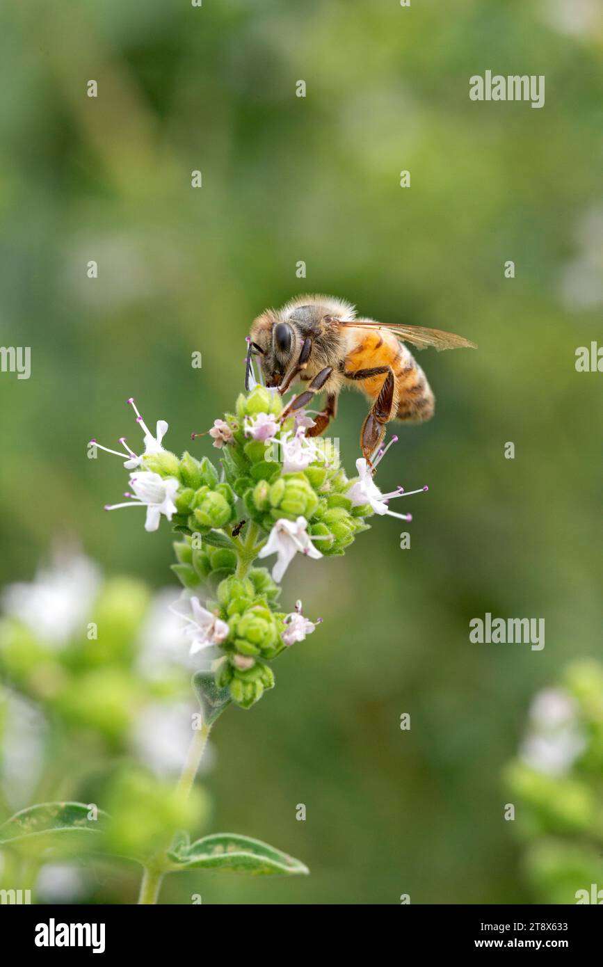 Italy, Lombardy, Bee Collecting Pollen on Cretan Oregano, Origanum Onites Stock Photo