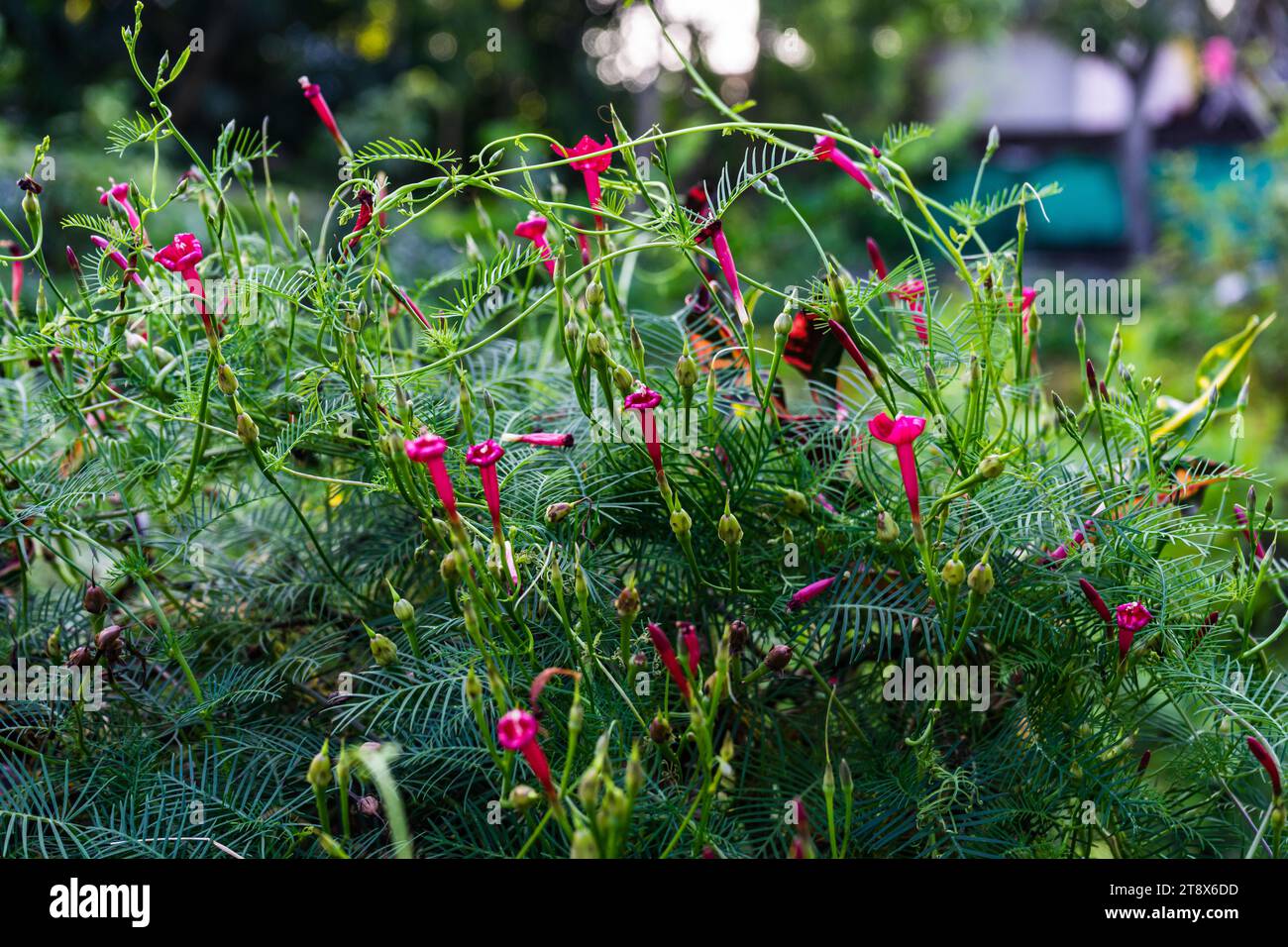 Cypressvine morning glory or cardinal creeper, cypress vine (Ipomoea quamoclit) on green leaves background. Selective focus Stock Photo