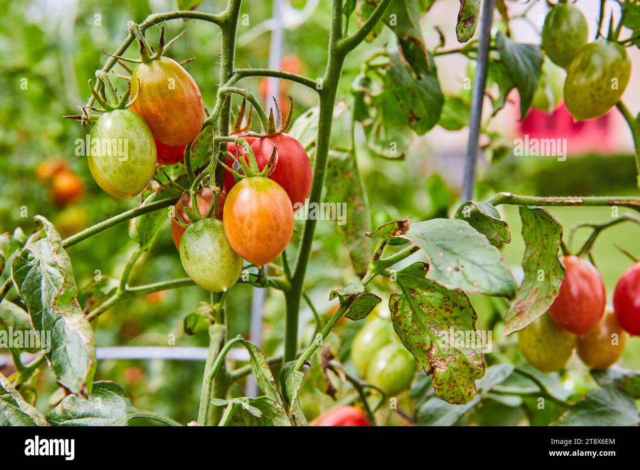 Tomato ripening stages hi-res stock photography and images - Alamy