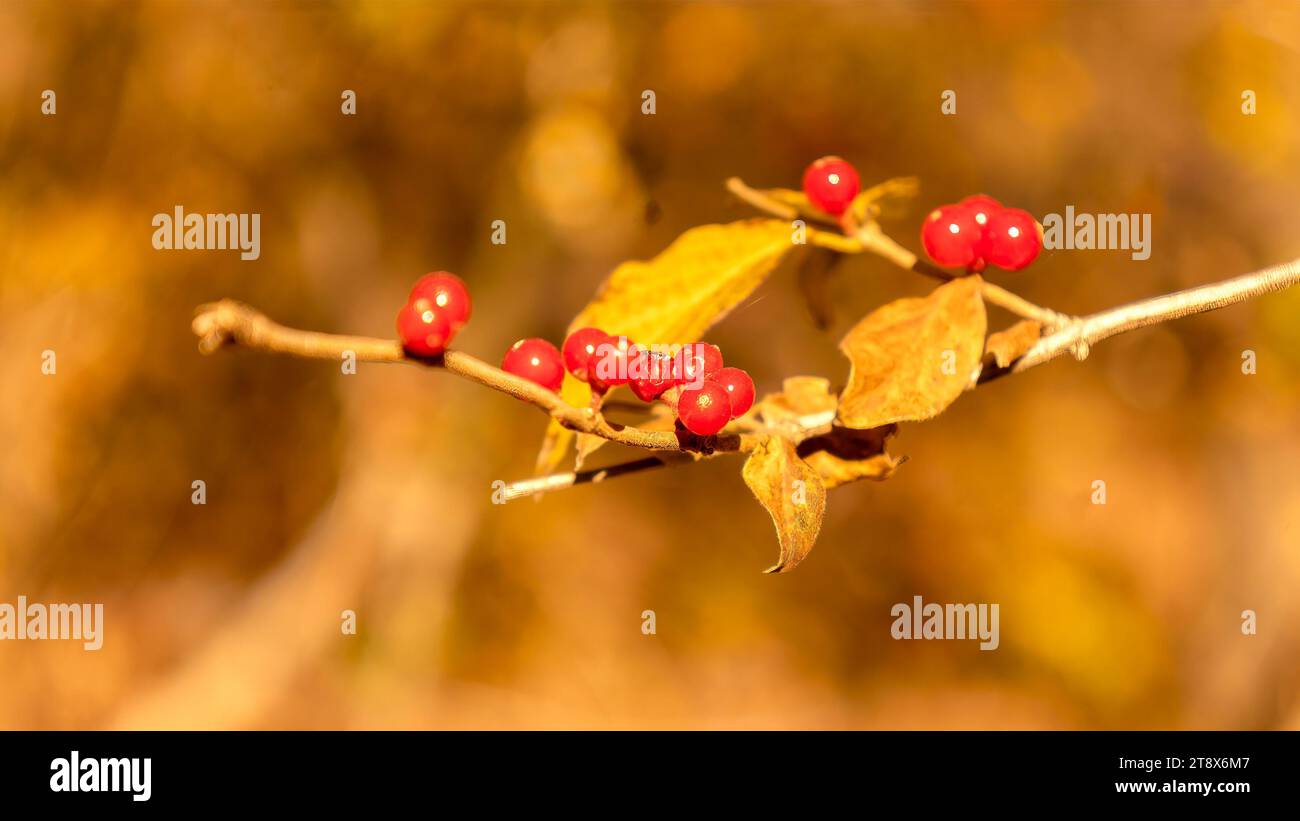 Red amur honeysuckle berries in autumn Stock Photo