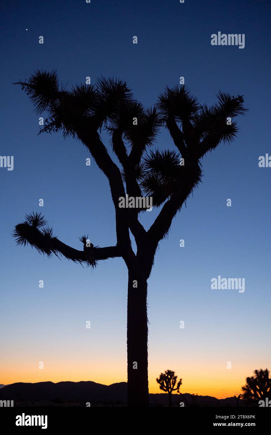 Joshua tree national park hi-res stock photography and images - Alamy