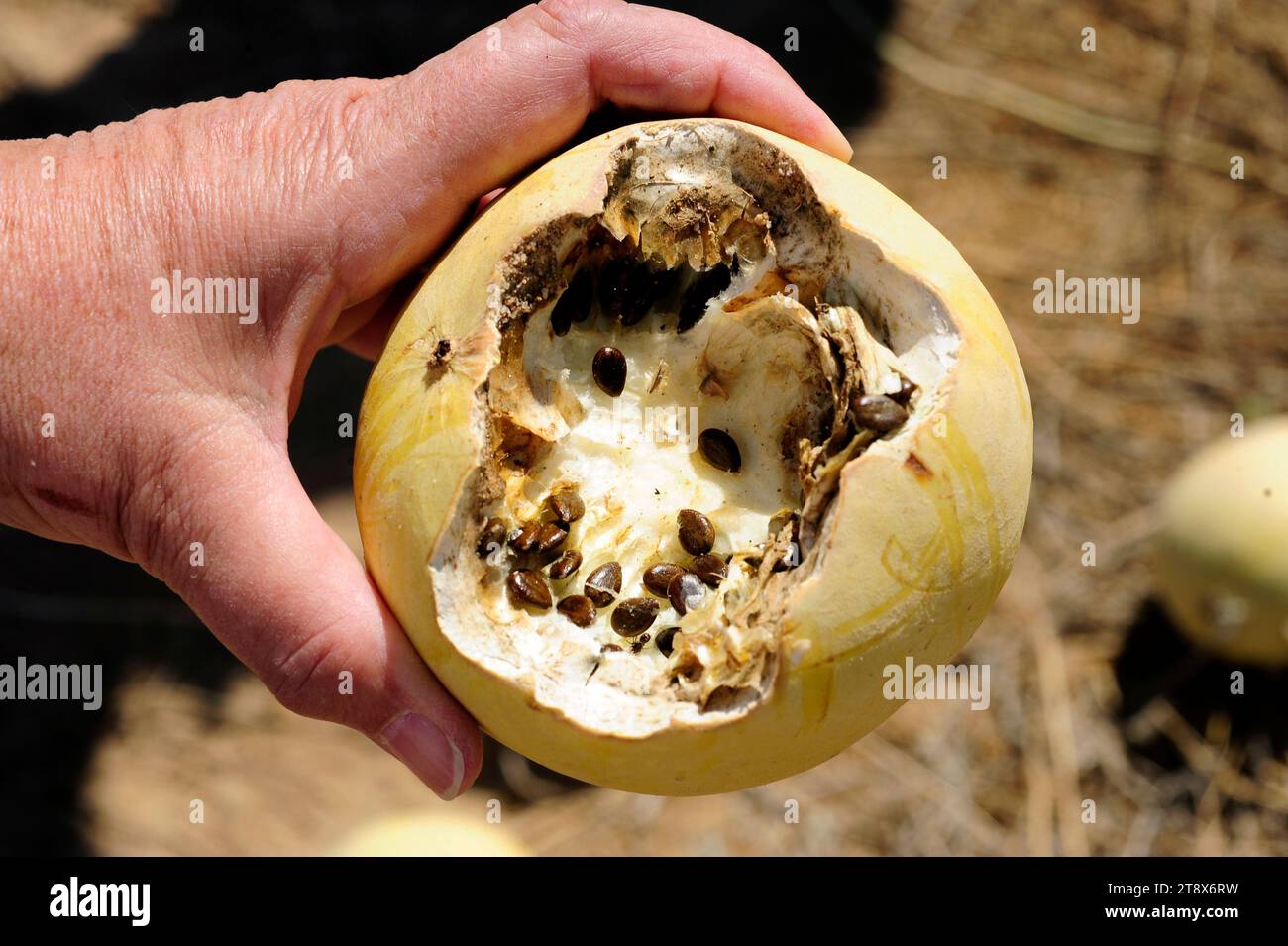 Citron melon (Citrullus lanatus citroides) is a annual prostrate plant native to southern Africa. Fruit and seeds detail. This photo was taken near Sw Stock Photo