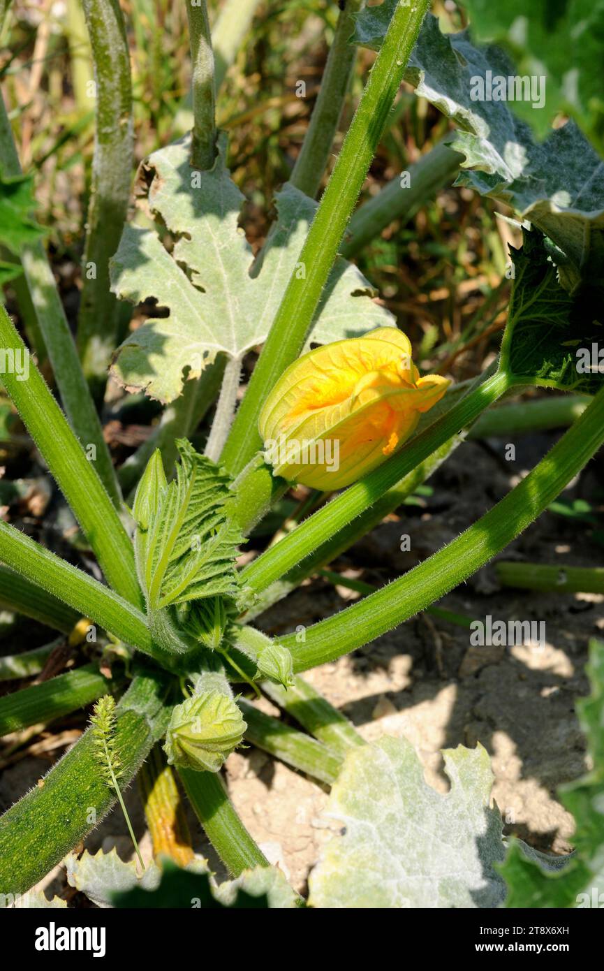 Zucchini ( Cucurbita pepo cylindrica) is an annual prostrate plant