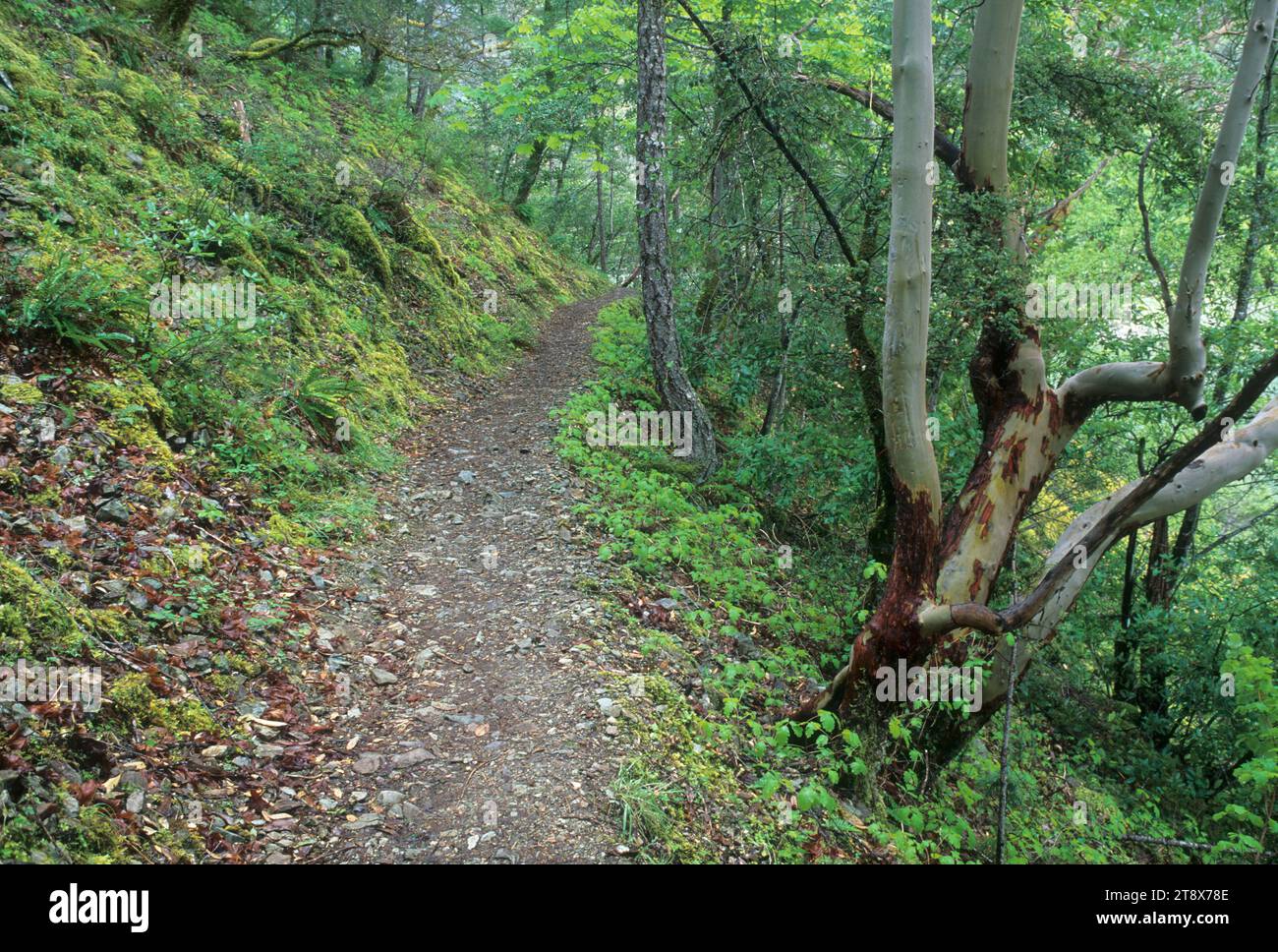 Rainie Falls Trail, Rogue Wild & Scenic River, GaliceHellgate National