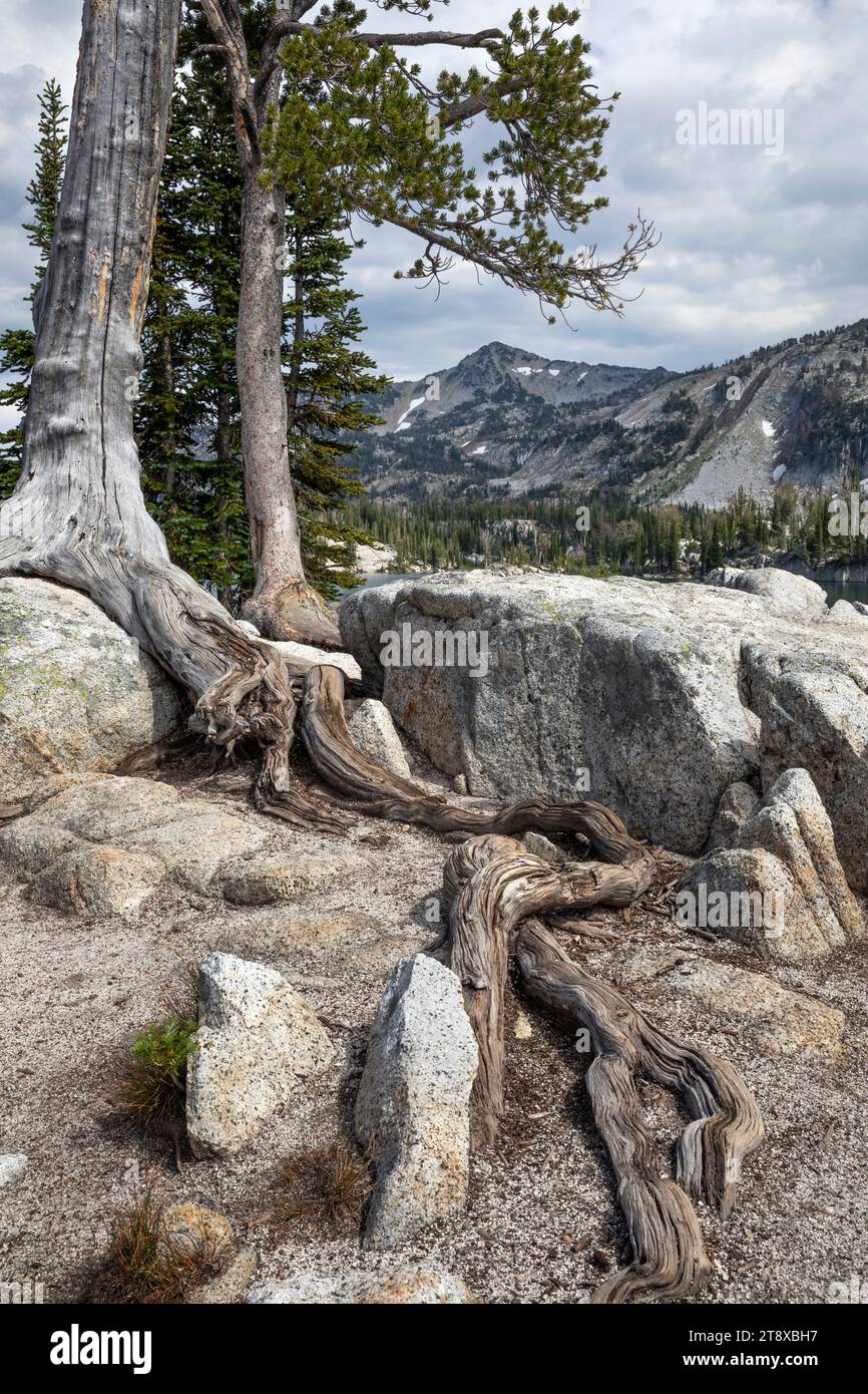 OR02634-00....OREGON - Trees at Mirror Lake in the Eagle Cap Wilderness, Wallowa-Whitman National Forest.stuggle Stock Photo