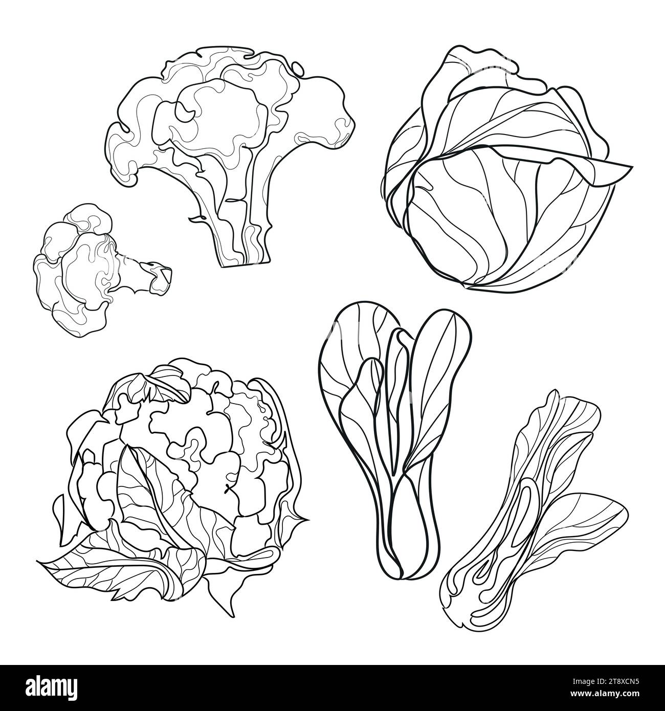 Line drawn set of types of cabbage Vector illustration.sketches