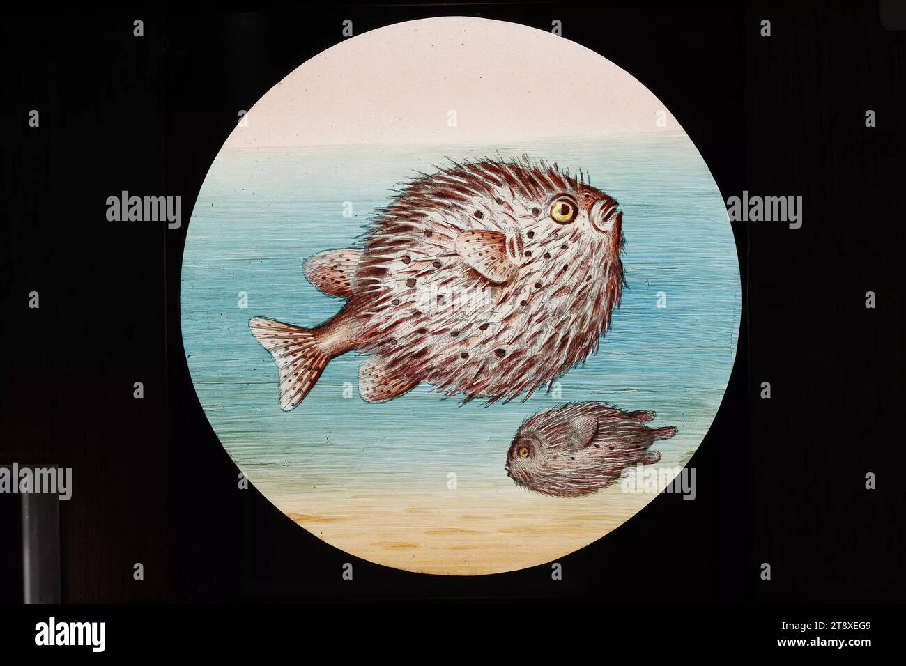 Laterna Magica picture: Puffer fishes, W. E. F. Newton, realization, Date around 1885, water color, glass, wood, pinned, diameter 7, 6 cm, Fine Arts, Animals, Exoticism, fishes, The Vienna Collection Stock Photo