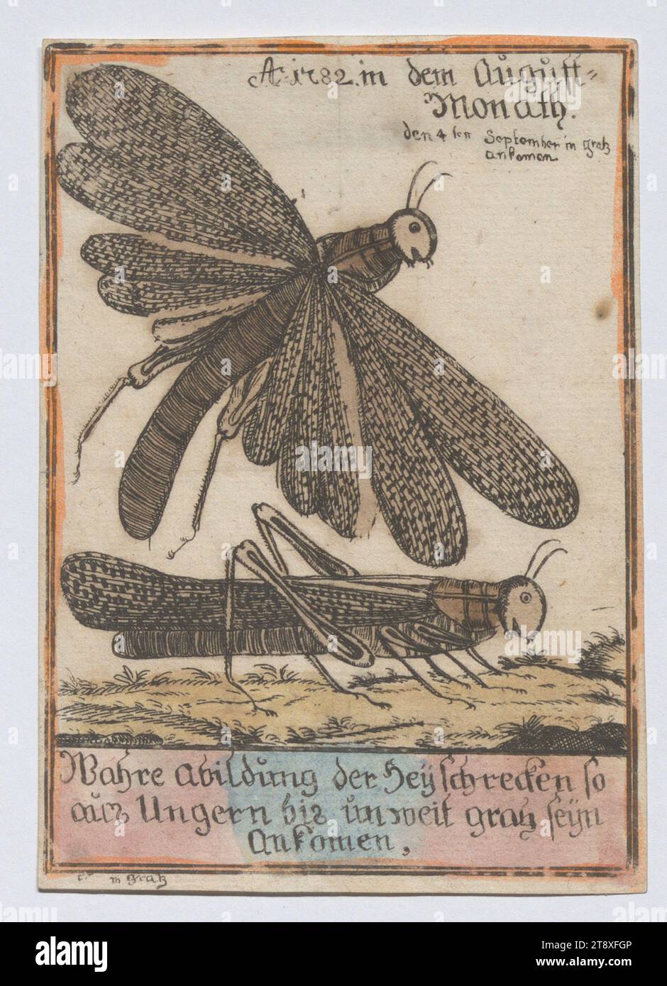 Wahre Abbildung der Heyschrecken so, aus Ungern bis unweit gratz seyn, ankomen.', Unknown, 1782, paper, colorised, copperplate engraving, height 13, 6 cm, width 9, 7 cm, Animals, Fine Arts, insects: grass-hopper, The Vienna Collection Stock Photo