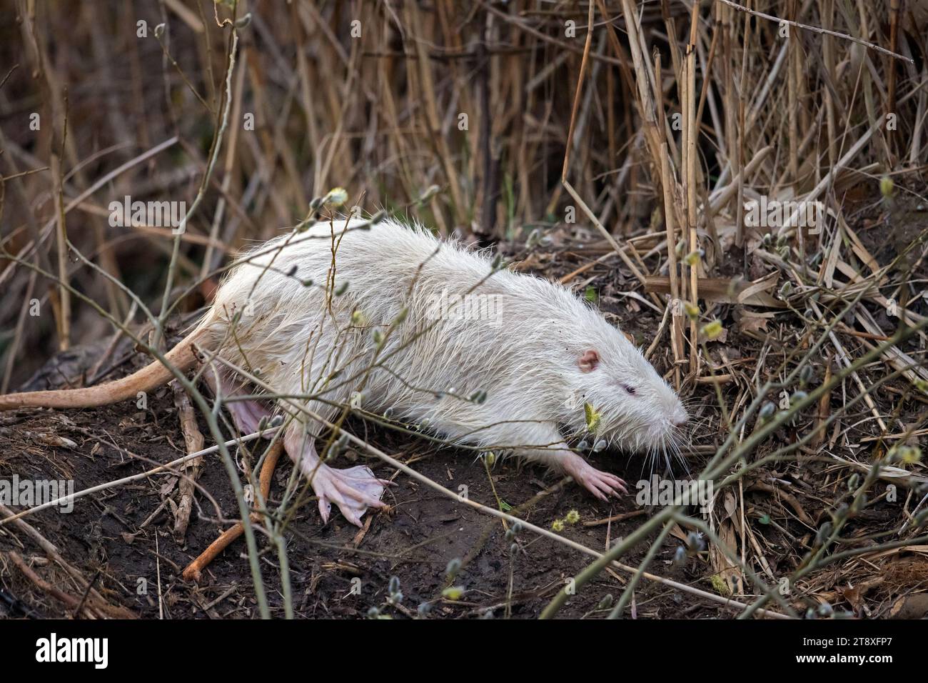 Leucistic coypu / nutria (Myocastor coypus) white morph, foraging along lake bank, invasive rodent in Europe, native to South America Stock Photo