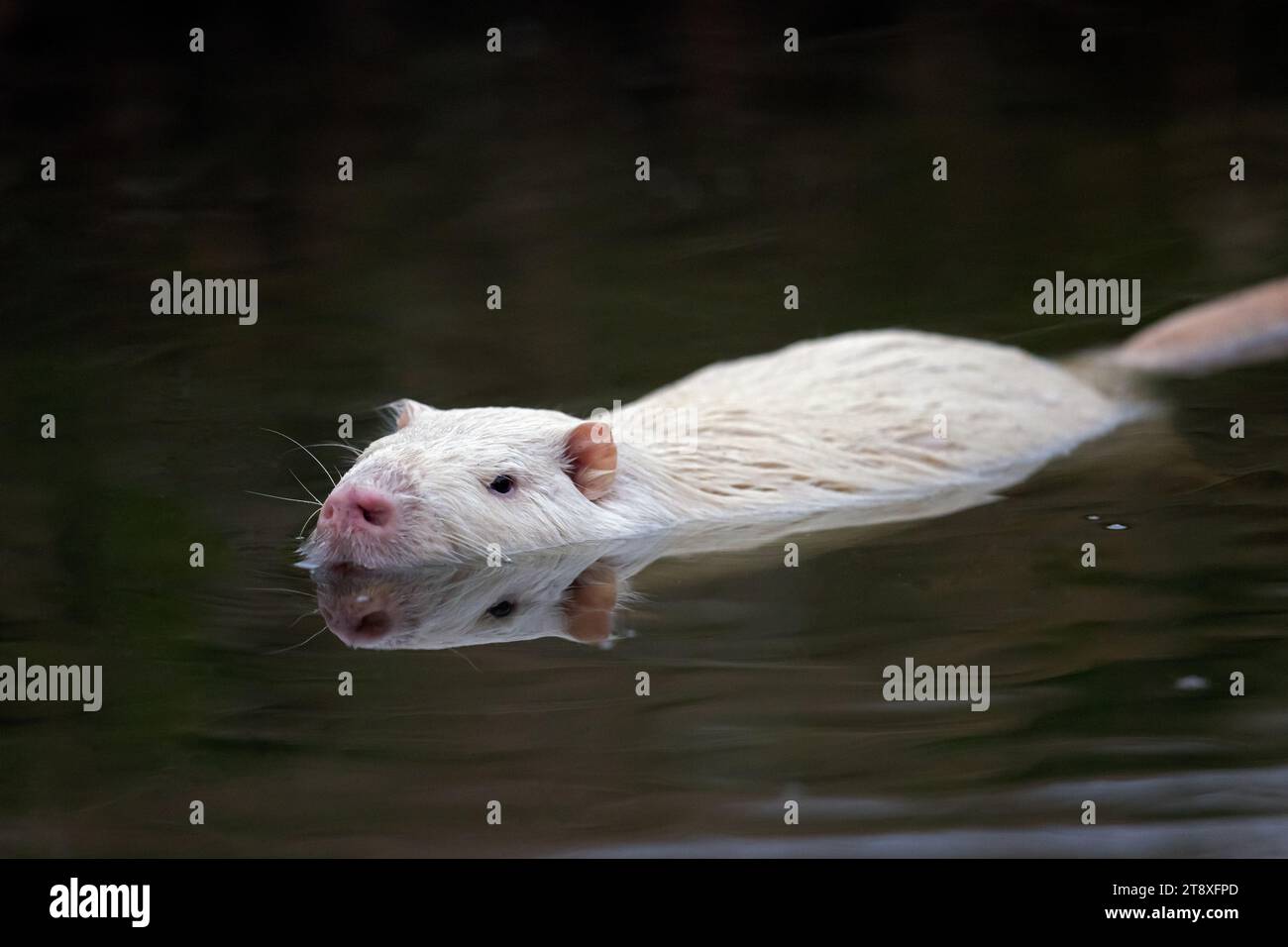 Leucistic coypu / nutria (Myocastor coypus) white morph, swimming in lake, invasive rodent in Europe, native to South America Stock Photo