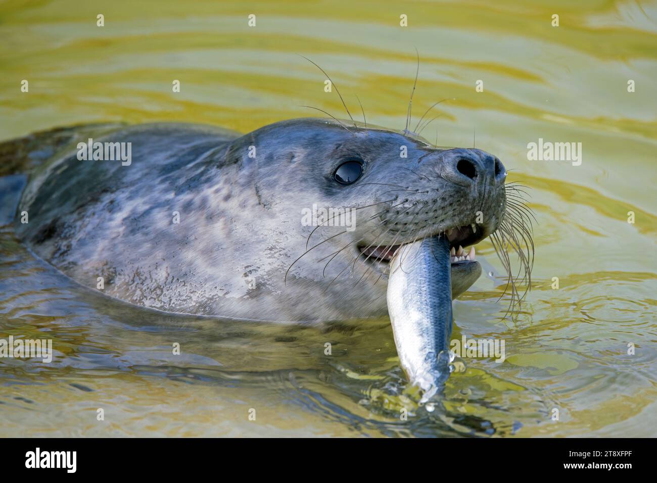 Closeup of grey seal / gray seal (Halichoerus grypus) eating mackerel
