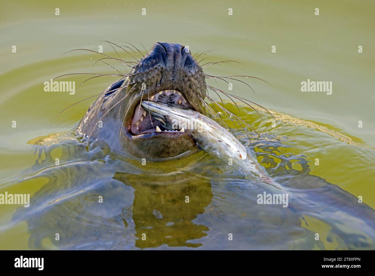 Close-up of grey seal / gray seal (Halichoerus grypus) eating mackerel (Scomber scombrus) in water along the North Sea coast Stock Photo