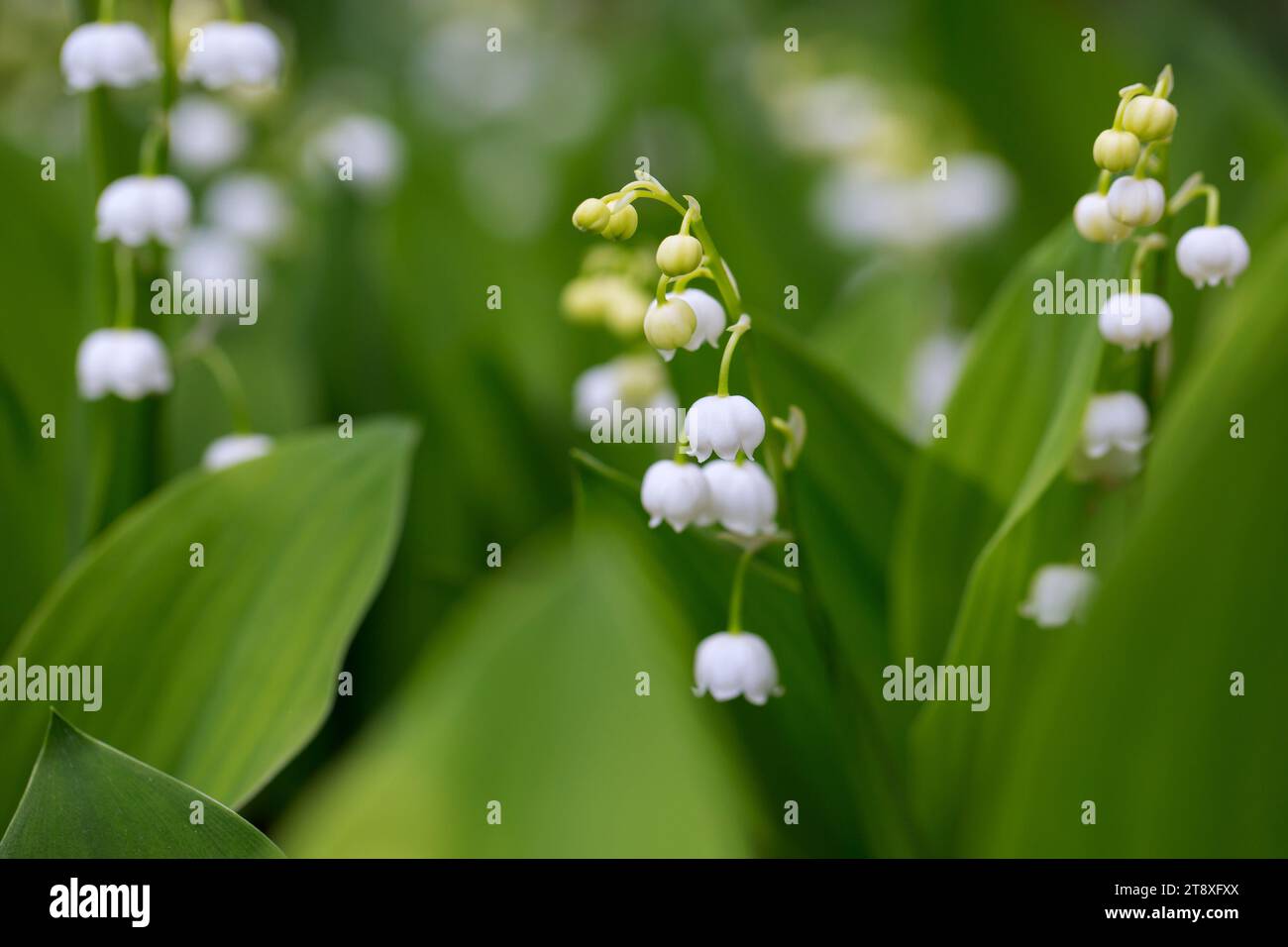 Lily of the valley / May bells / muguet (Convallaria majalis), bell-shaped white flower blooming in forest in spring Stock Photo