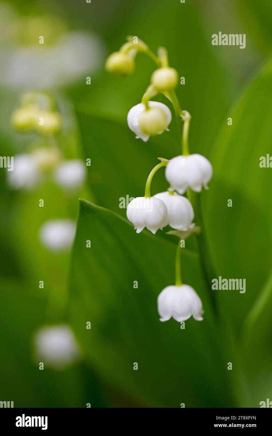 Lily of the valley / May bells / muguet (Convallaria majalis), bell-shaped white flower blooming in forest in spring Stock Photo