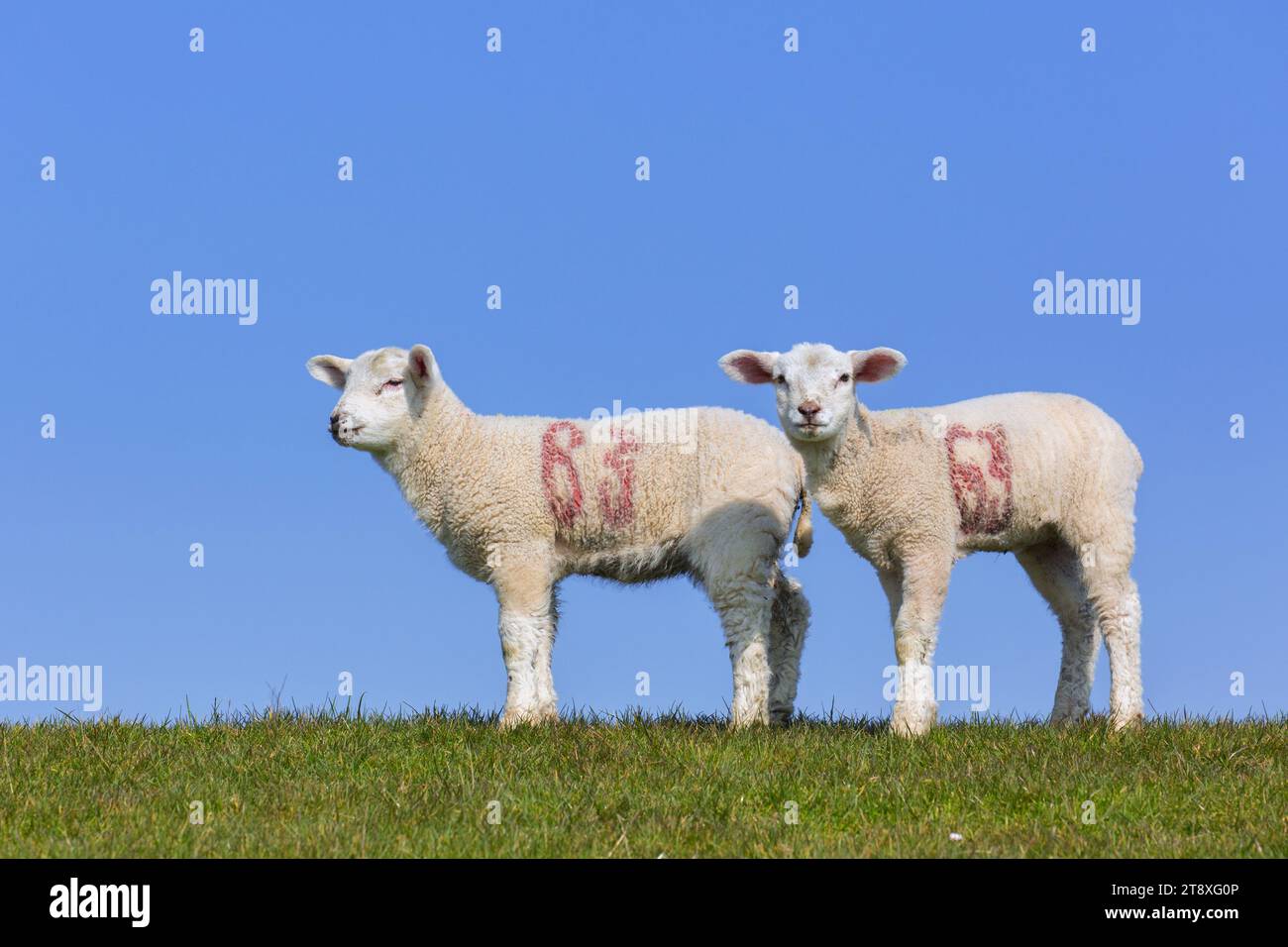 Two white lambs of domestic sheep marked with red painted numbers portrayed in field against