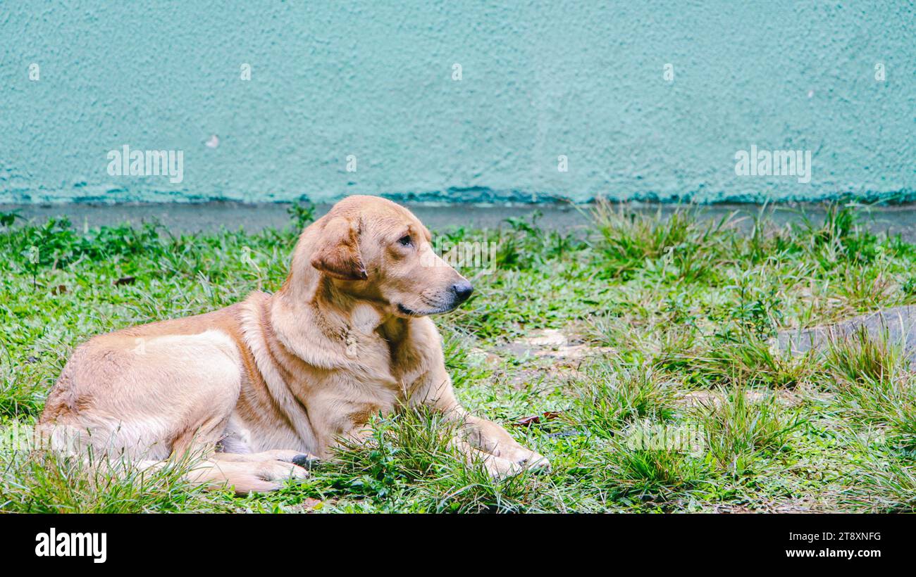 Dog on the grass with blue wall in the background, Pico Duarte. Stock Photo