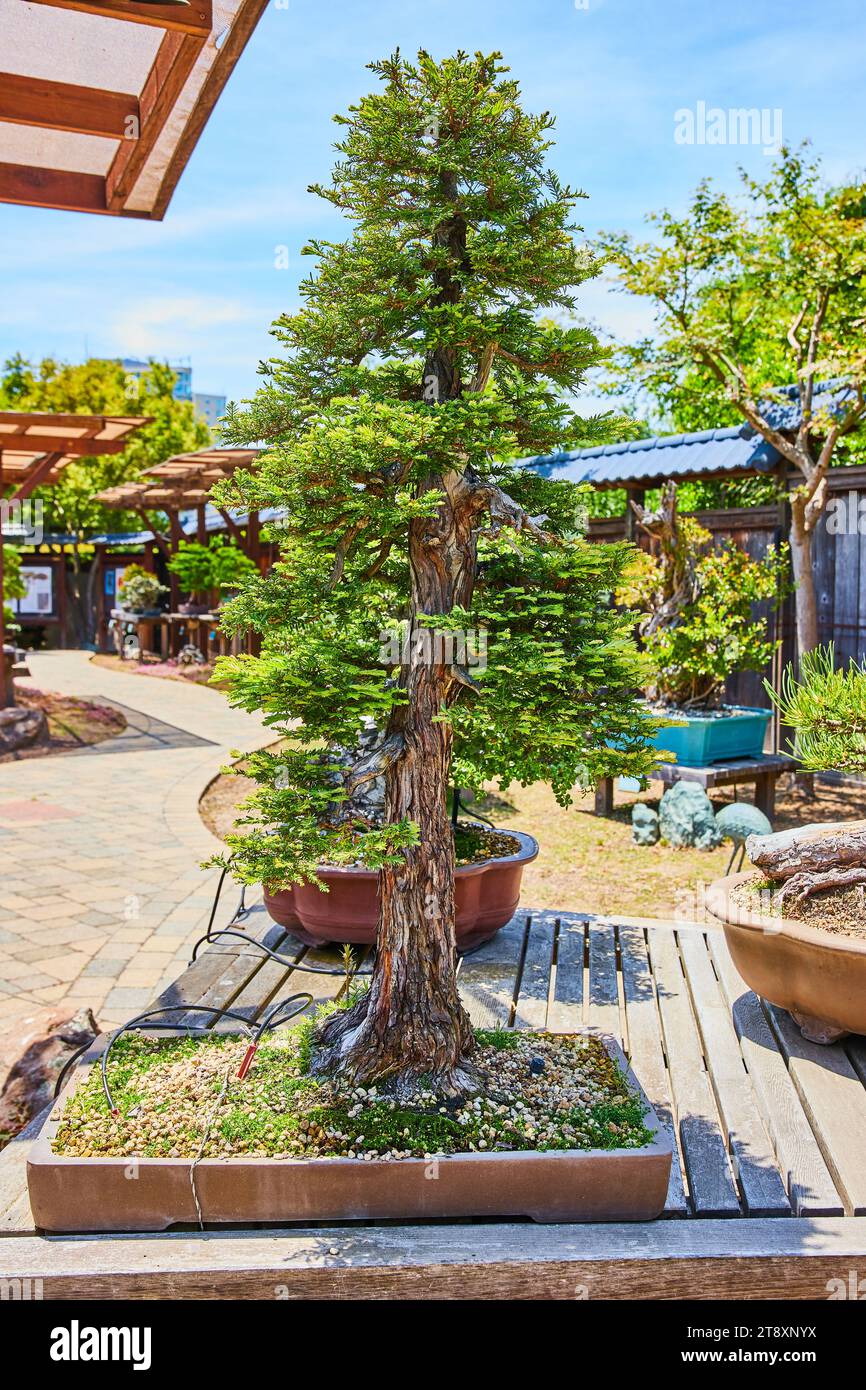 Bonsai redwood hi-res stock photography and images - Alamy