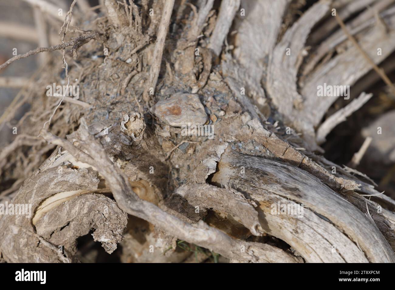 Old tree trunk and roots with beautiful lines and patterns Stock Photo