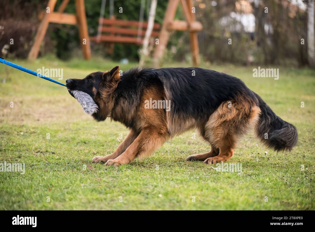 German shepherd outlet pulling