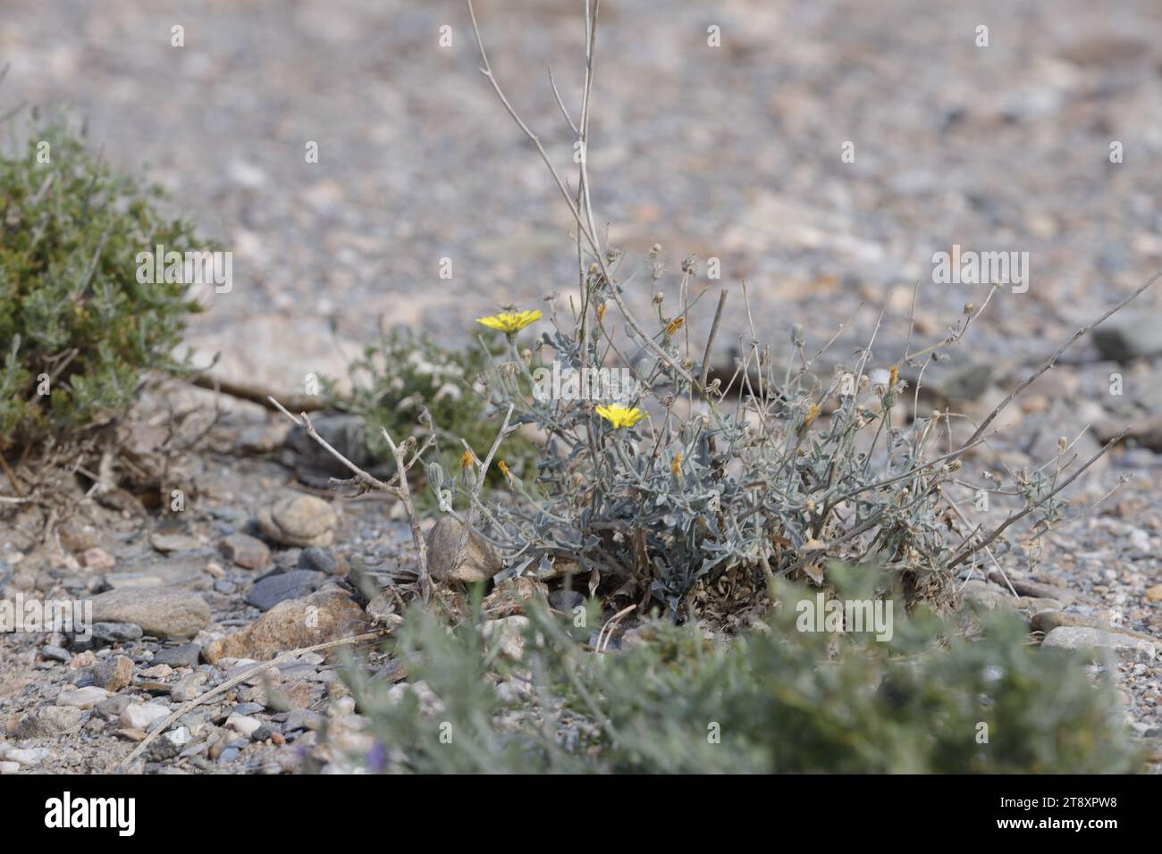 Blooming flowers on dry soil in the Almanzora Valley, Almeria, Spain Stock Photo