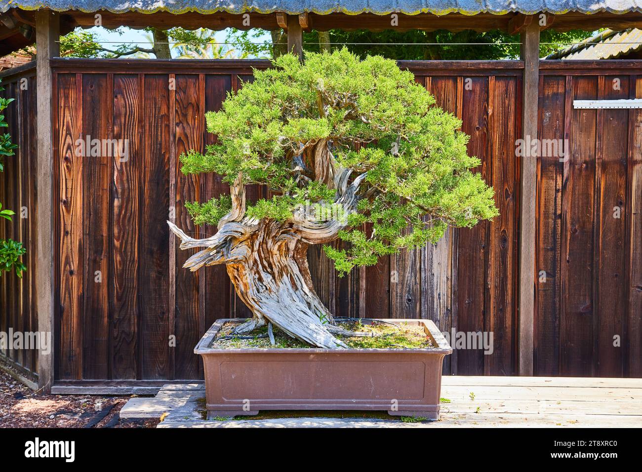 Old bonsai tree with character as swirls upward to defy the heavens in clay pot Stock Photo