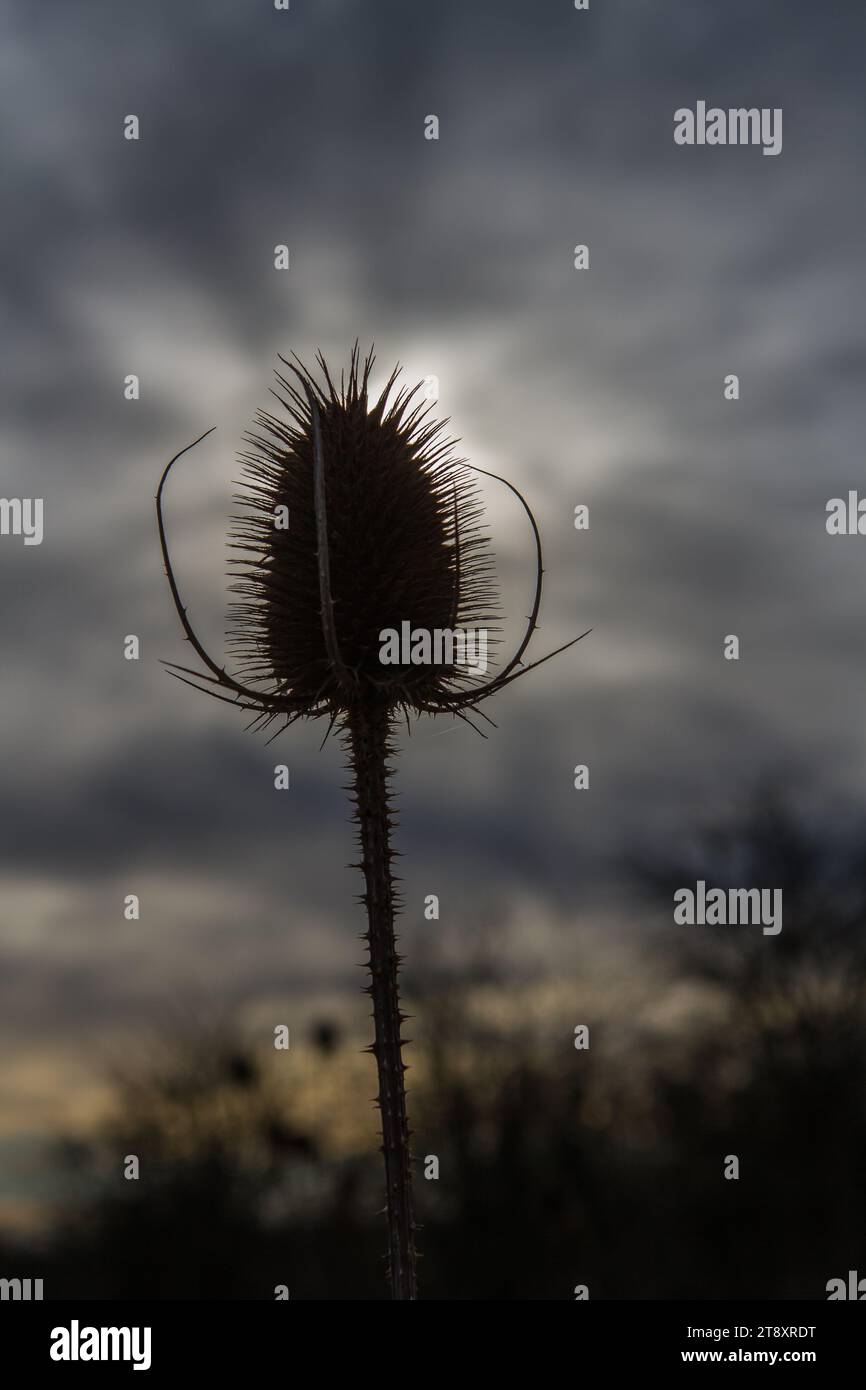 Lowlight hi-res stock photography and images - Alamy
