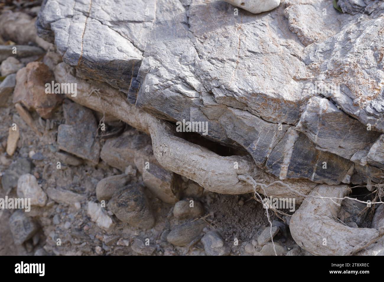 Old tree trunk and roots with beautiful lines and patterns Stock Photo