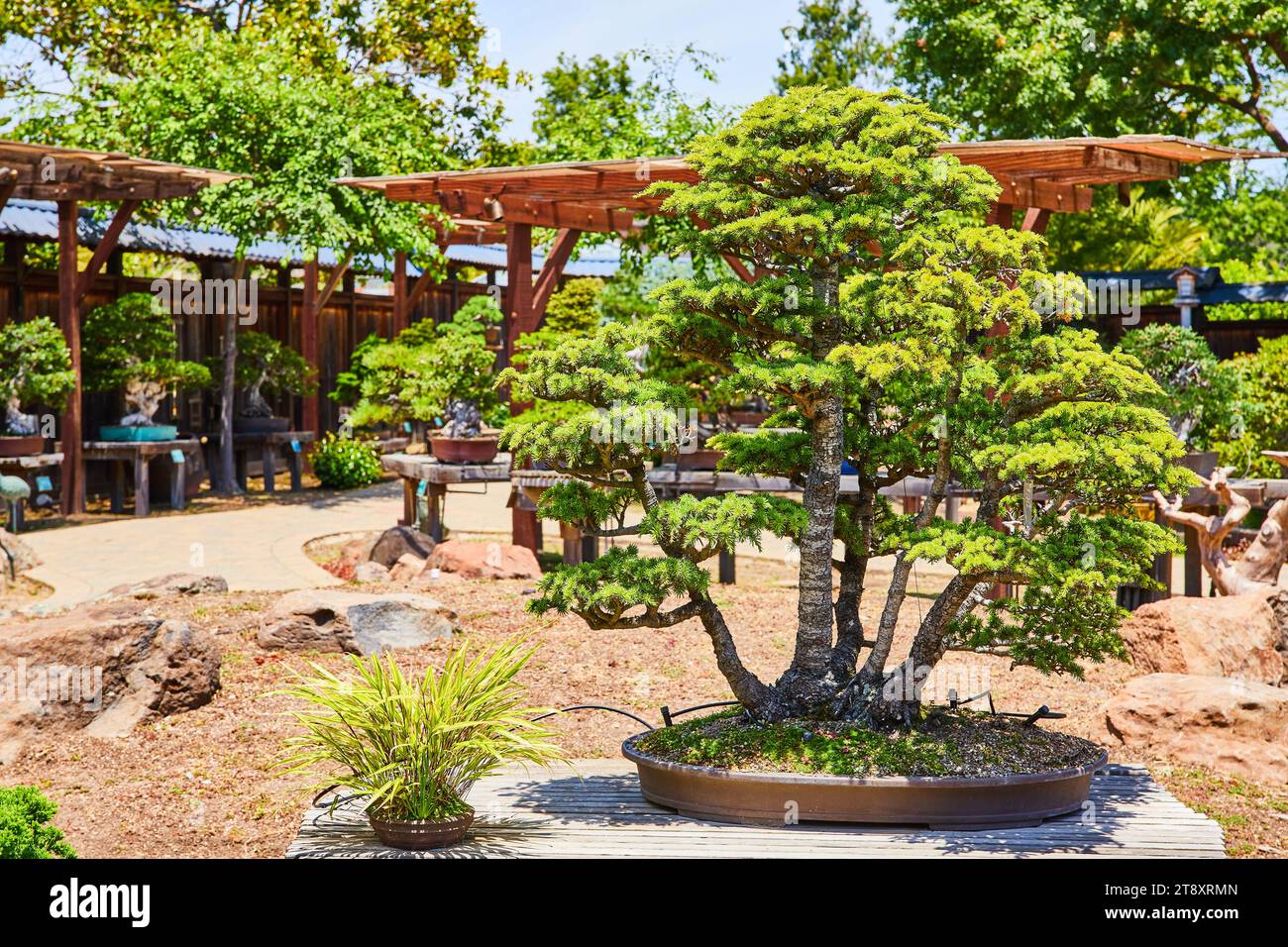 Bonsai tree in japanese garden hi-res stock photography and images - Alamy
