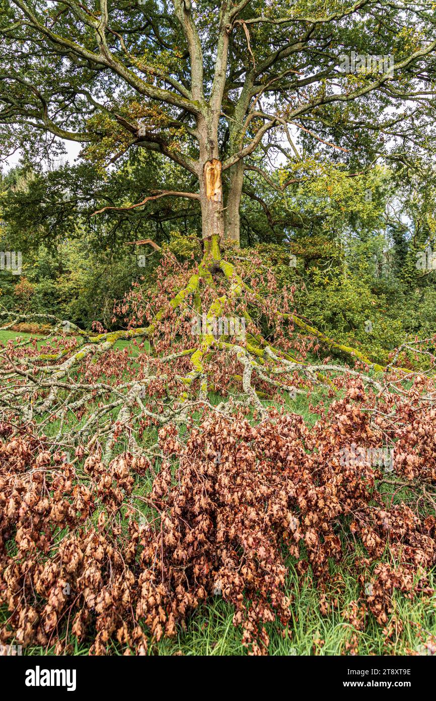 A limb torn from an oak tree on the Cotswolds at Woodchester Park, Gloucestershire, England UK Stock Photo