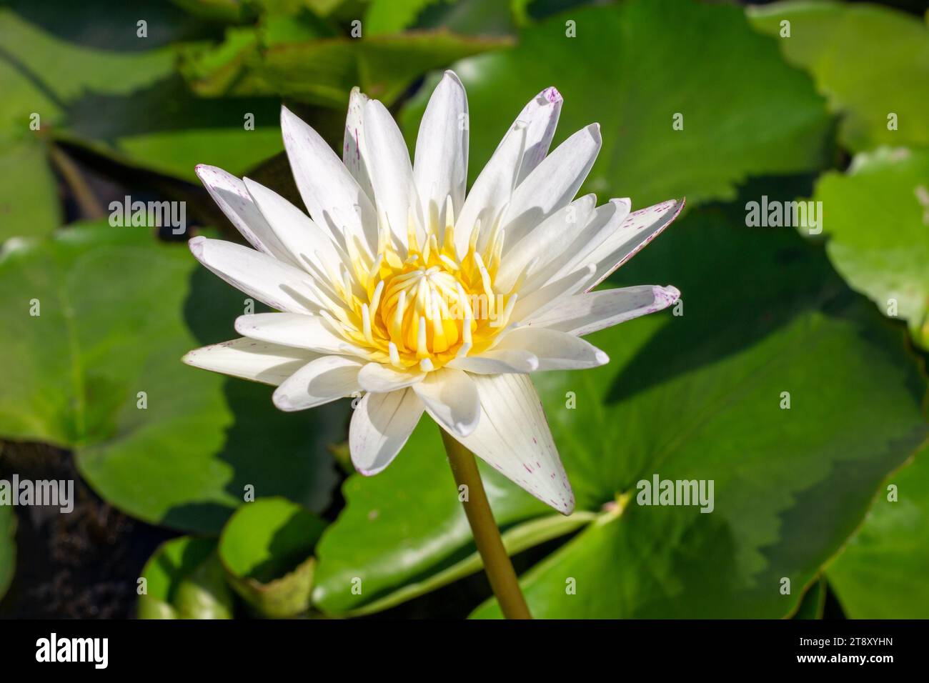 White lotus flower with green leaves on a pond, close-up. Stock Photo