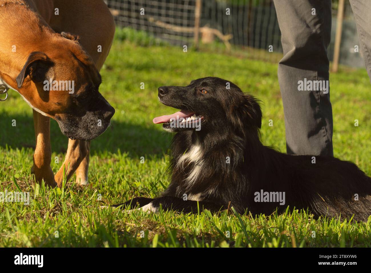 Black border collie and a brown boxer in a dog training with a sunny