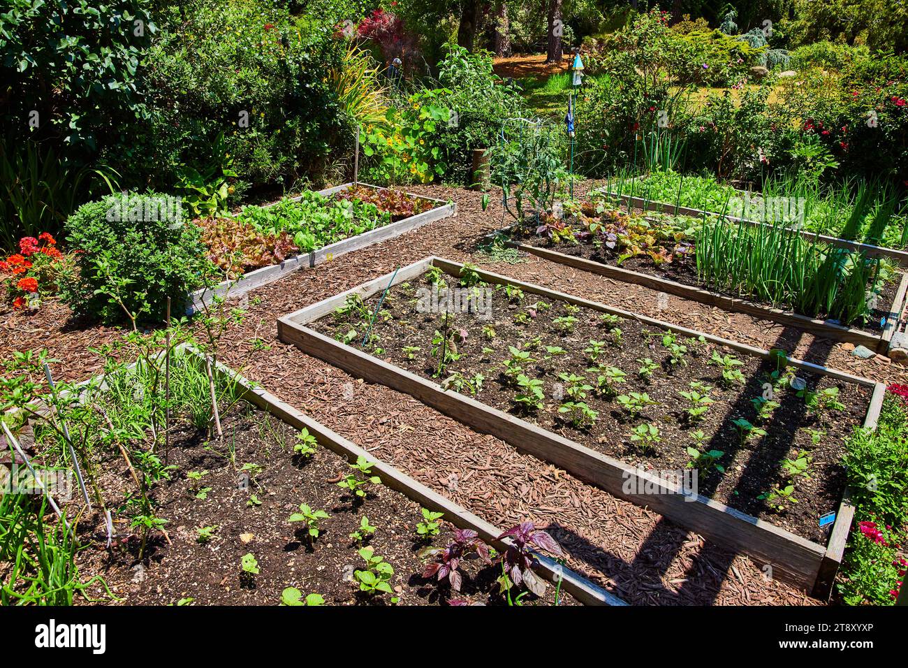 Agriculture variety in ground planters with sunny garden with