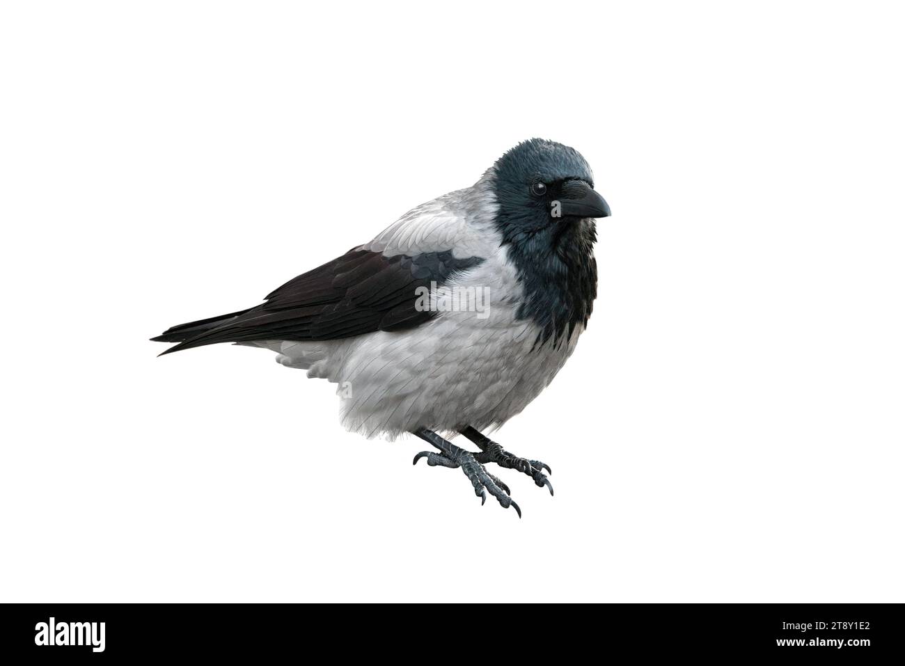 black and gray raven isolated on white background Stock Photo - Alamy