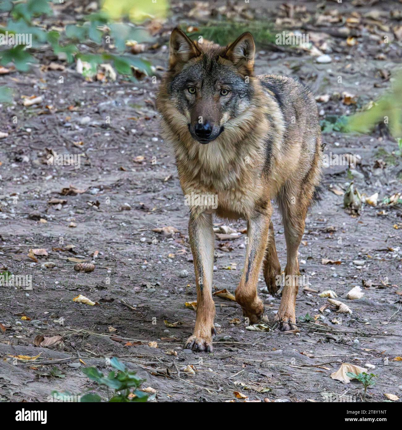The wolf, Canis lupus, also known as the grey wolf or timber wolf is a ...