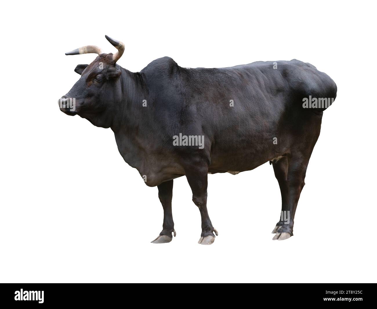 black zebu cattle isolated on white background Stock Photo Alamy