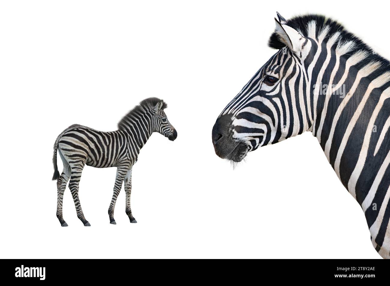 baby and zebra isolated on white background Stock Photo