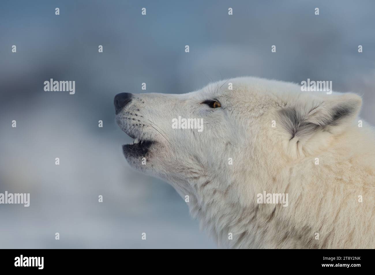 close-up of the eyes and nose of an arctic wolf Stock Photo - Alamy