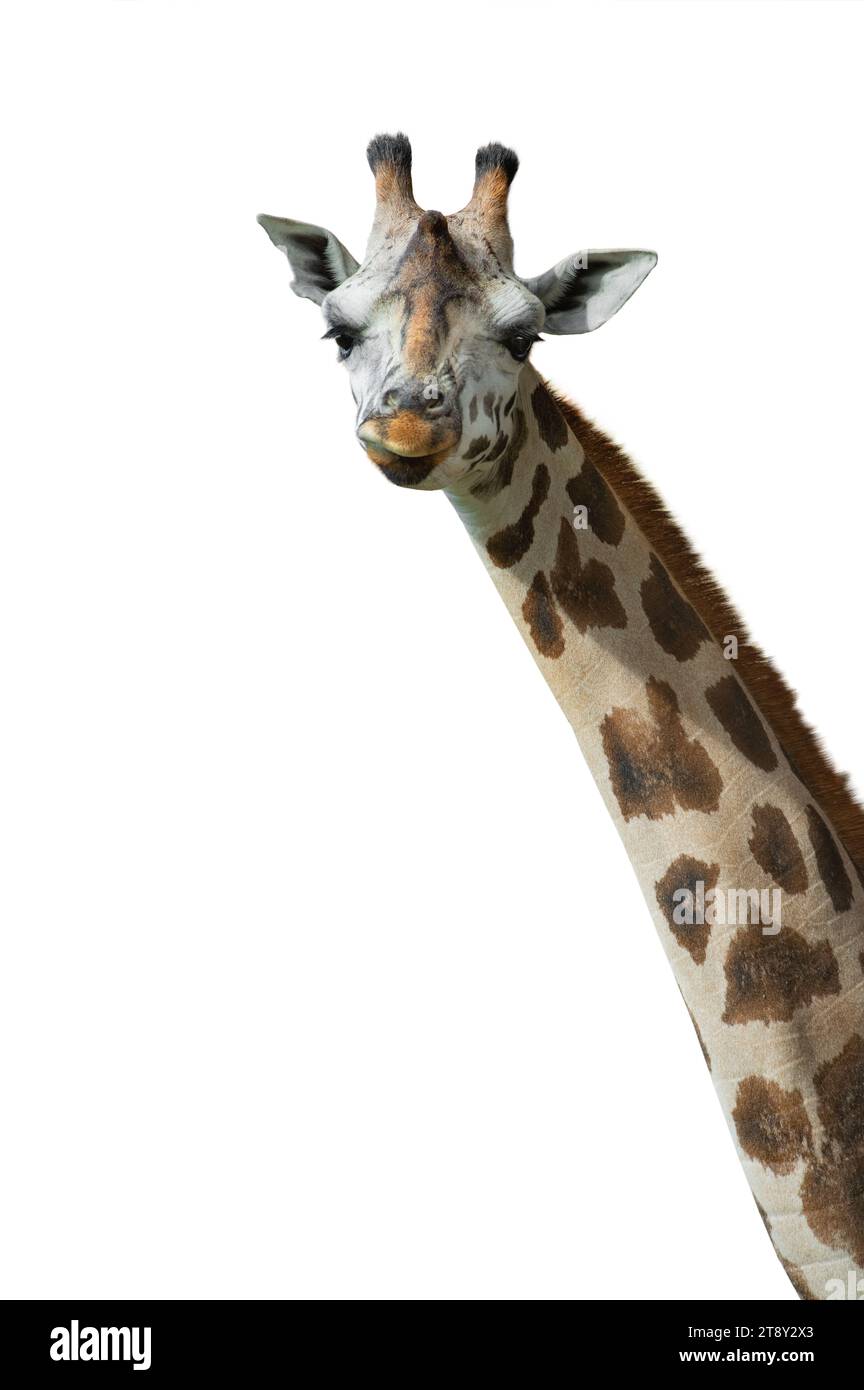 giraffe portrait isolated on white background Stock Photo