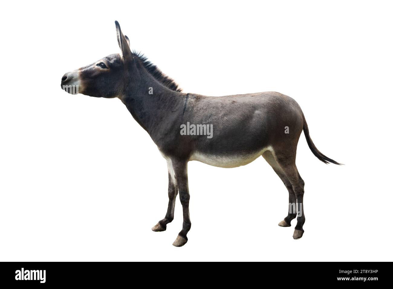 Somali donkey isolated on a white background Stock Photo