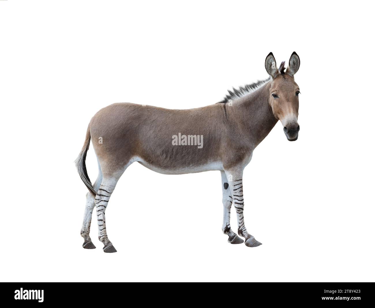 donkey isolated on a white background Stock Photo