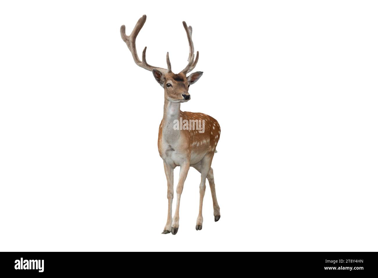 male deer isolated on a white background Stock Photo - Alamy