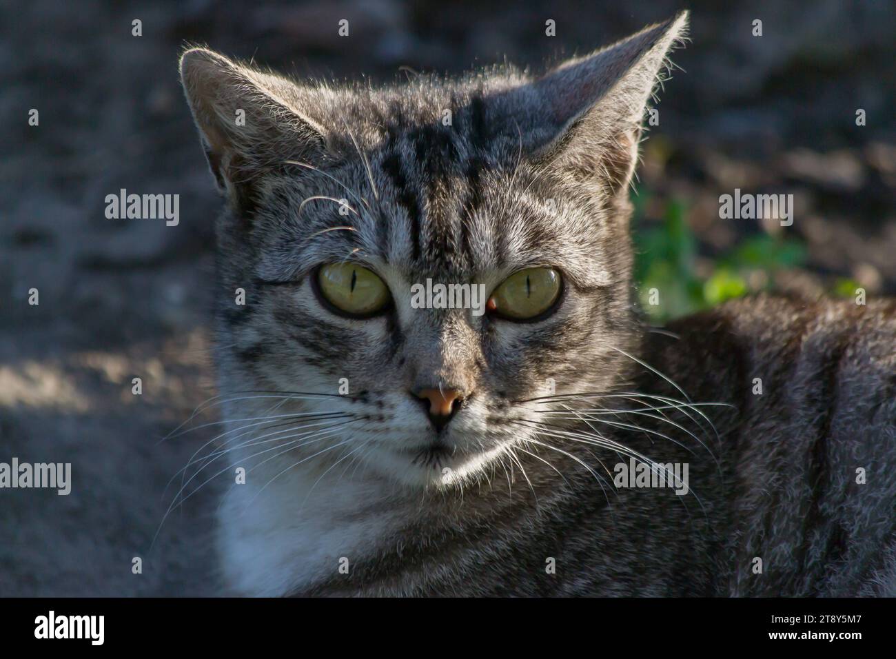 Tabby cat muzzle close-up photo. Stock Photo