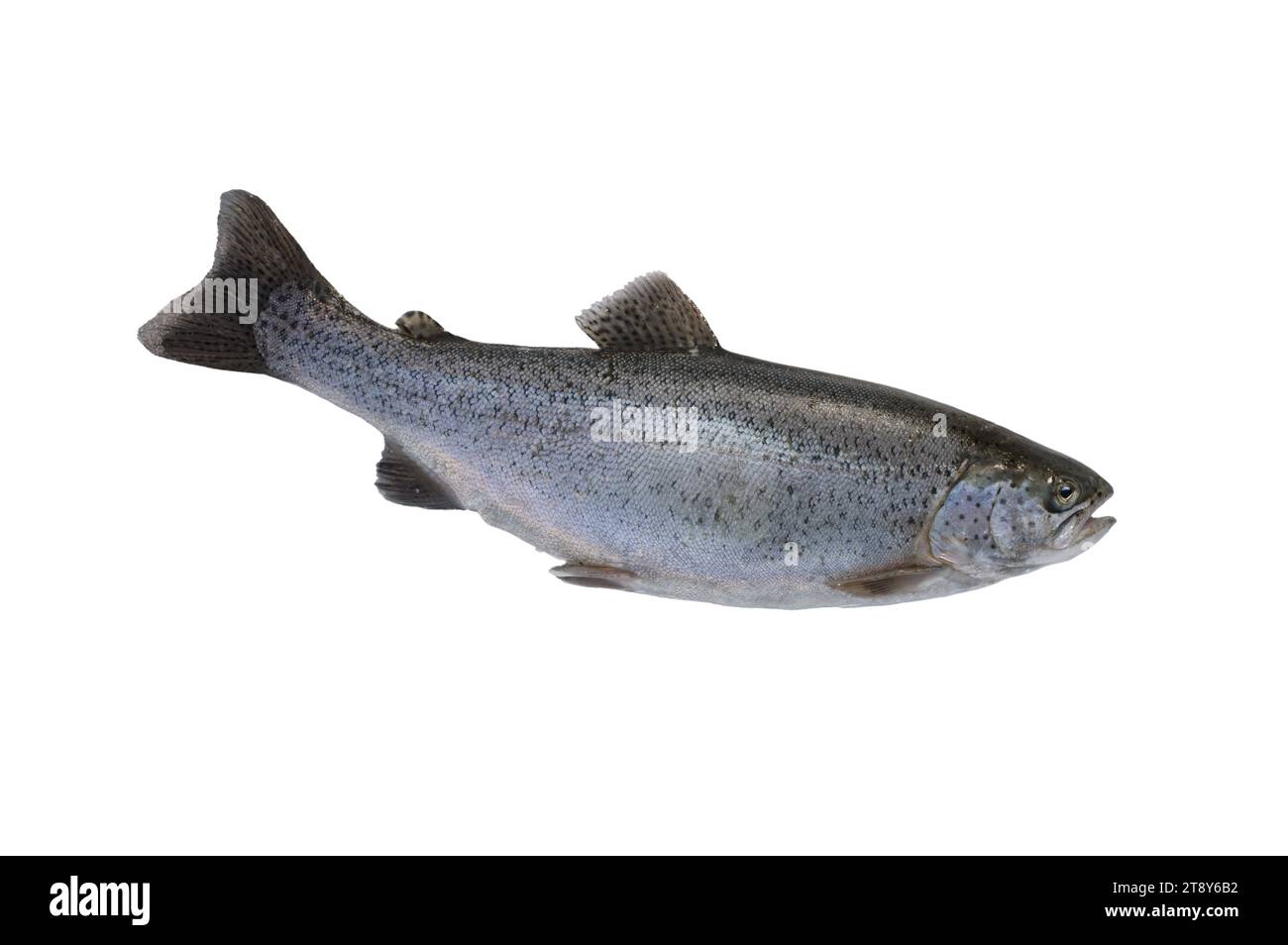 trout isolated on white background Stock Photo